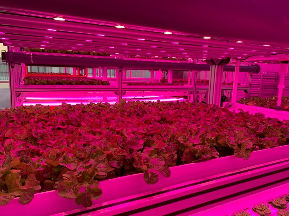 Kalera-acquires-Vindara-the-missing-link-to-vertical-farming-operations.jpg