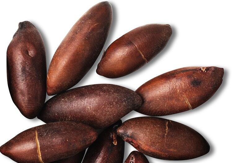 Barukas-takes-the-baru-nut-to-the-US-When-I-tasted-it-it-was-like-an-epiphany.jpg