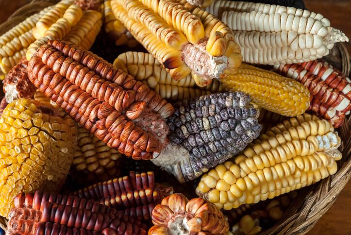 'Truly novel': ProMaíz Nativo creates on-pack logo for native Mexican corn 