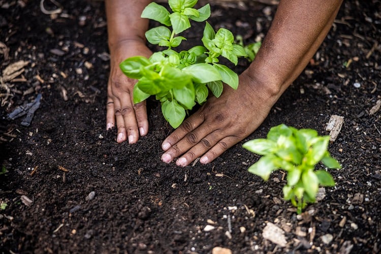 Why biodiversity is vital to food security