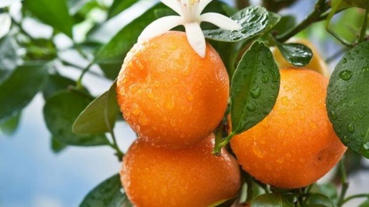 Citrus fiber can help plant-based dairy and meat brands clean up labels, says Fiberstar