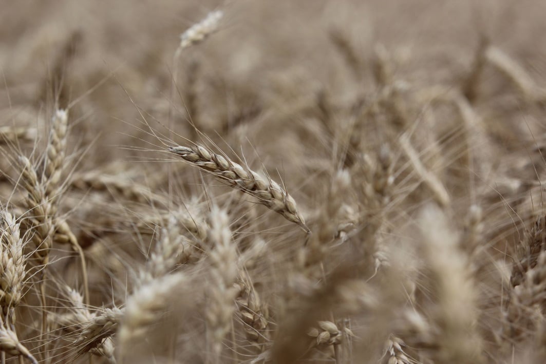 Cargill-invests-in-European-wheat-protein-and-specialised-starch-capacity.jpg