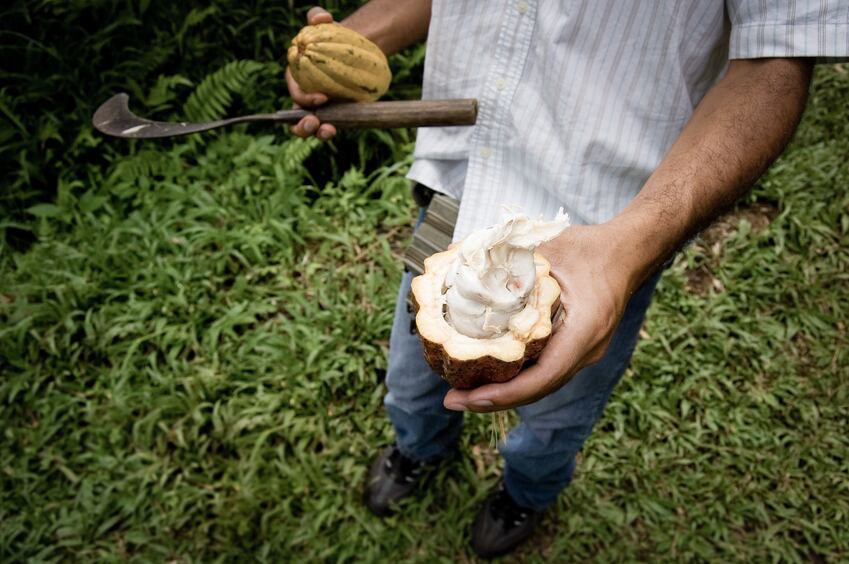 cocoa-farmer-with-machete-Copyright-freistilchaot.jpg