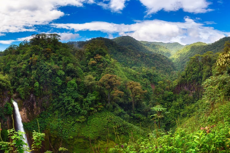 How Nestlé is leveraging agriculture and forestry to fight climate change