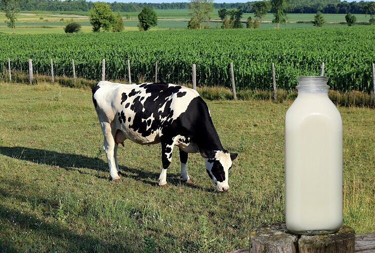 Disrupting-dairy-with-precision-fermentation-By-2035-industrial-cattle-farming-will-be-obsolete.jpg