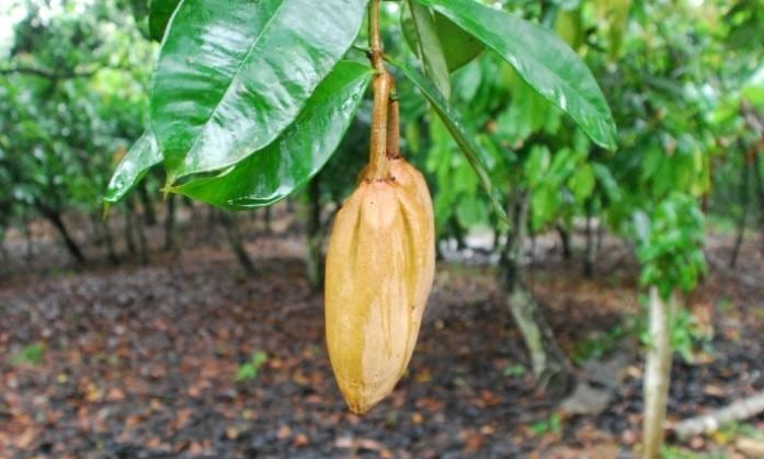 Allanblackia seed oil: Another oil in the dairy alternative and margarine toolbox?
