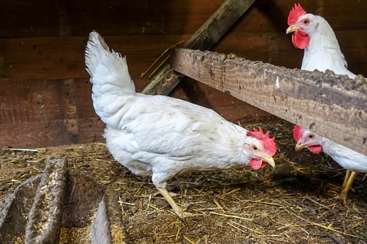 Chicken disease vaccine progress hailed