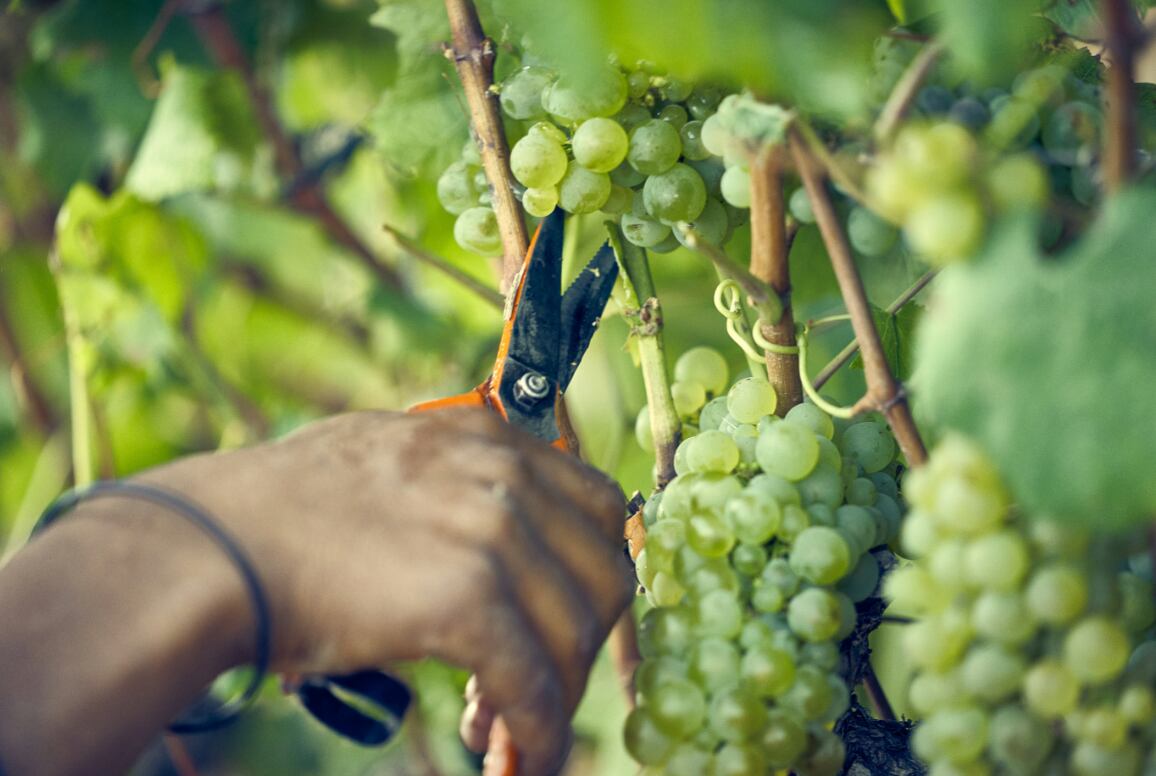 Sonomaceuticals-upcycles-Chardonnay-pomace-into-health-benefits.png