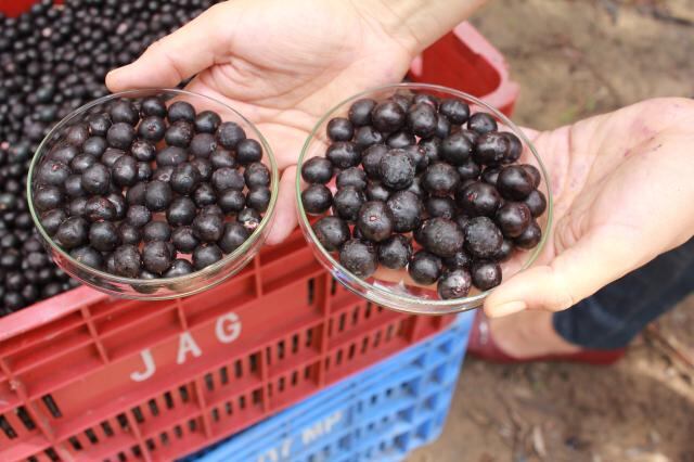Improved-acai-palm-produces-more-fruit-pulp-and-balanced-berry-yields.jpg