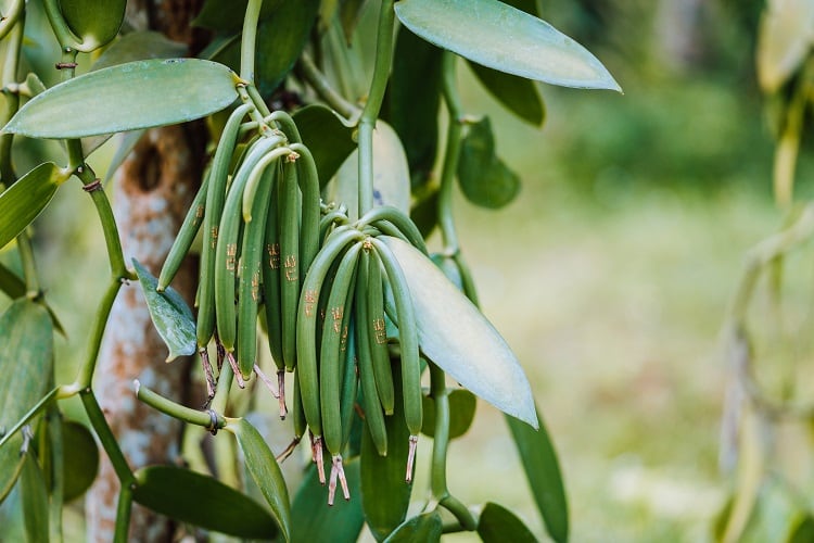 Vanilla and black pepper fraud: Researchers develop method to detect adulteration in food