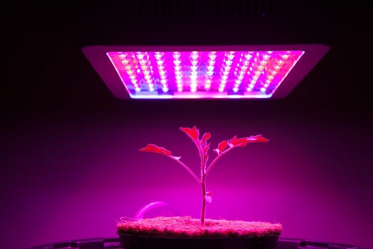 WATCH: Vertical farming start-ups target consumers, restaurants and retail