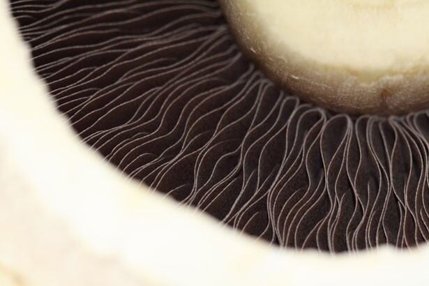 Mushroom Council to invest $1.5m in nutrition and plant-based research