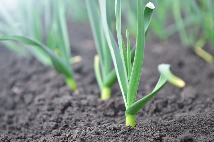 garlic-Ligrenok.jpg