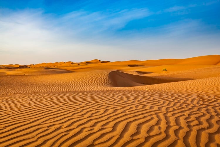 ‘Food oasis in the desert’: Locally grown dates fuel production of mushroom protein in Oman