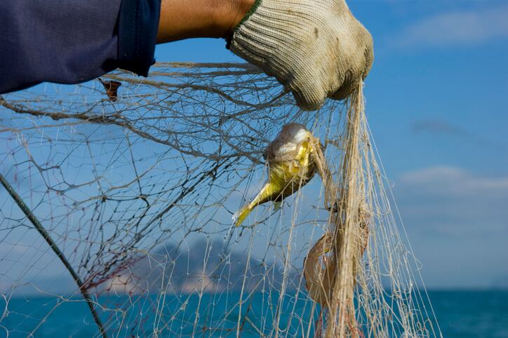 Indonesia’s BRIN develops solution to turn trash fish into raw material for cultured meat sector