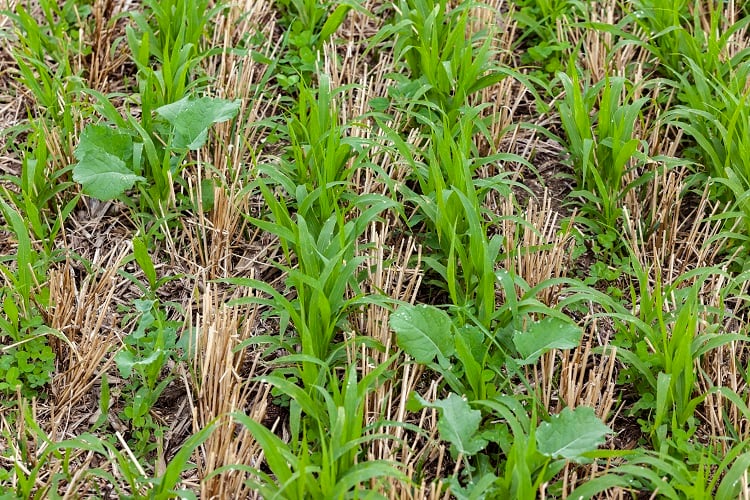 Can we trust regenerative agriculture to save the day? Join Mondelēz, FOLU and more to find out