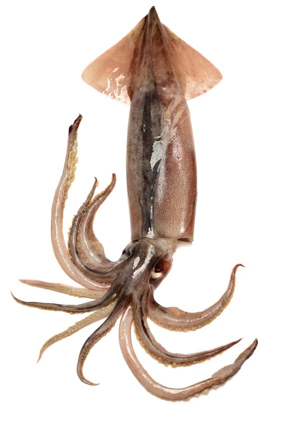 squid-calamari-Copyright-chengyuzheng.jpg