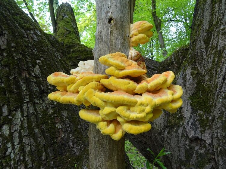 Mushroom-1.jpg
