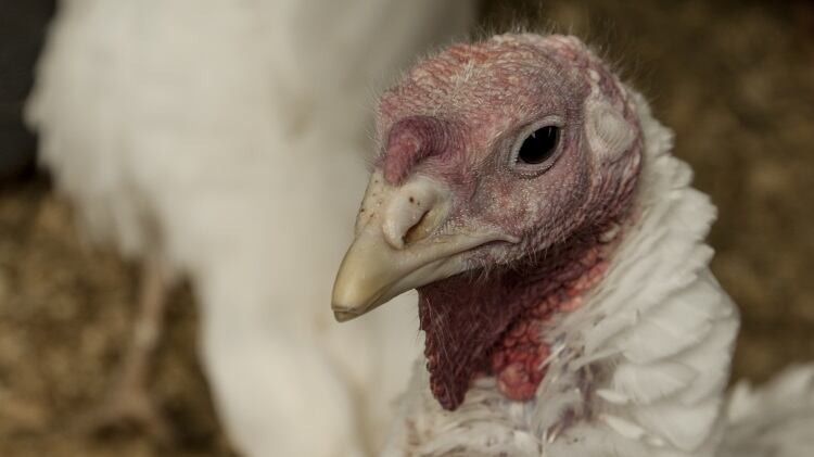 Polish poultry business allocates €2.3m to turkey subsidiary