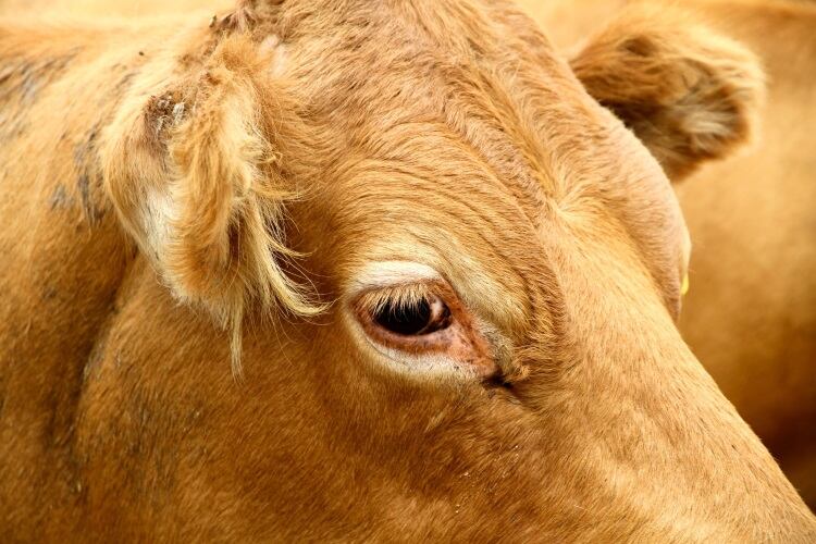 Bluetongue virus detected in cattle imported to UK