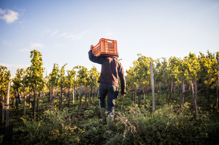 How can the wine industry tackle staff shortages?