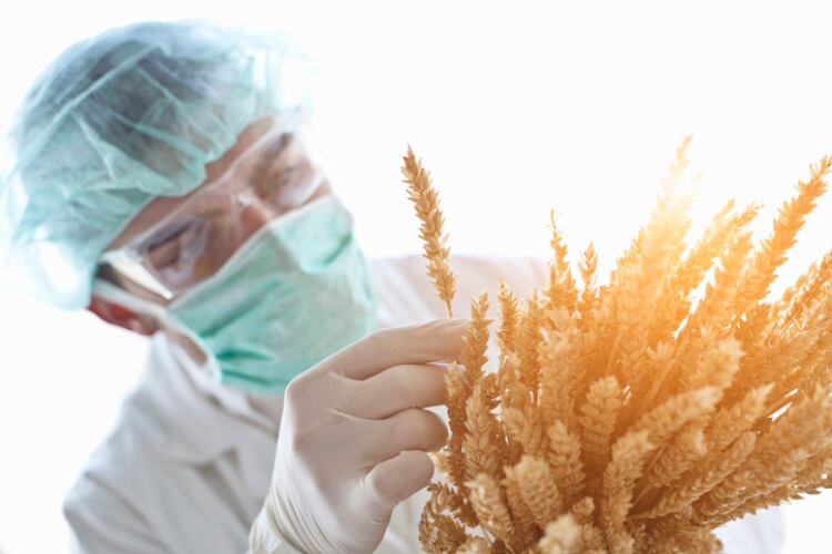 How gene-editing wheat could solve food security, climate change and farm profitability