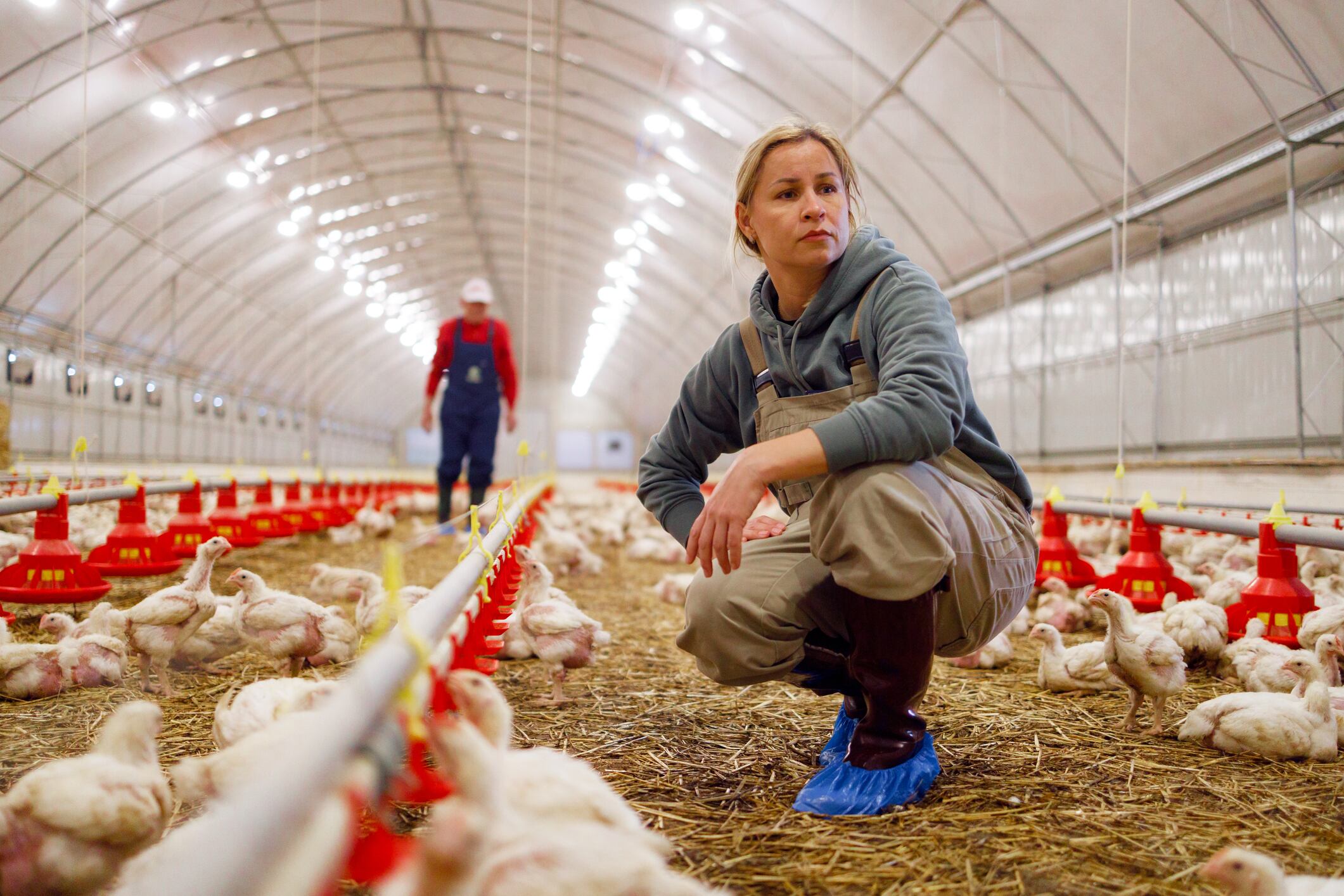Bird flu fears: Nationwide preventions hit England as cases rise