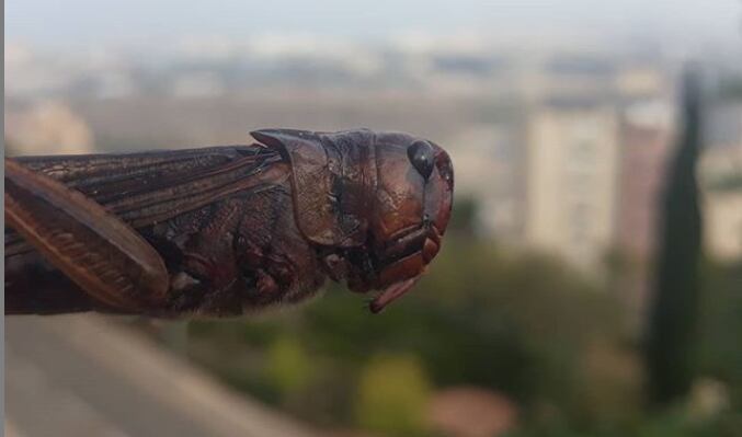 hargol-grasshopper.png