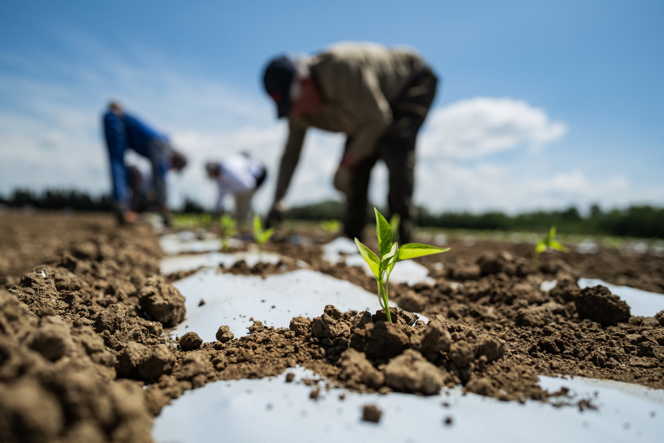 Young pepper seedlings are planted in neat rows on a farm, with plastic mulch used to protect the plants and preserve moisture. The background shows workers planting and tending the field, emphasizing agricultural labor and teamwork. The close-up shots highlight the delicate green leaves emerging from the soil.