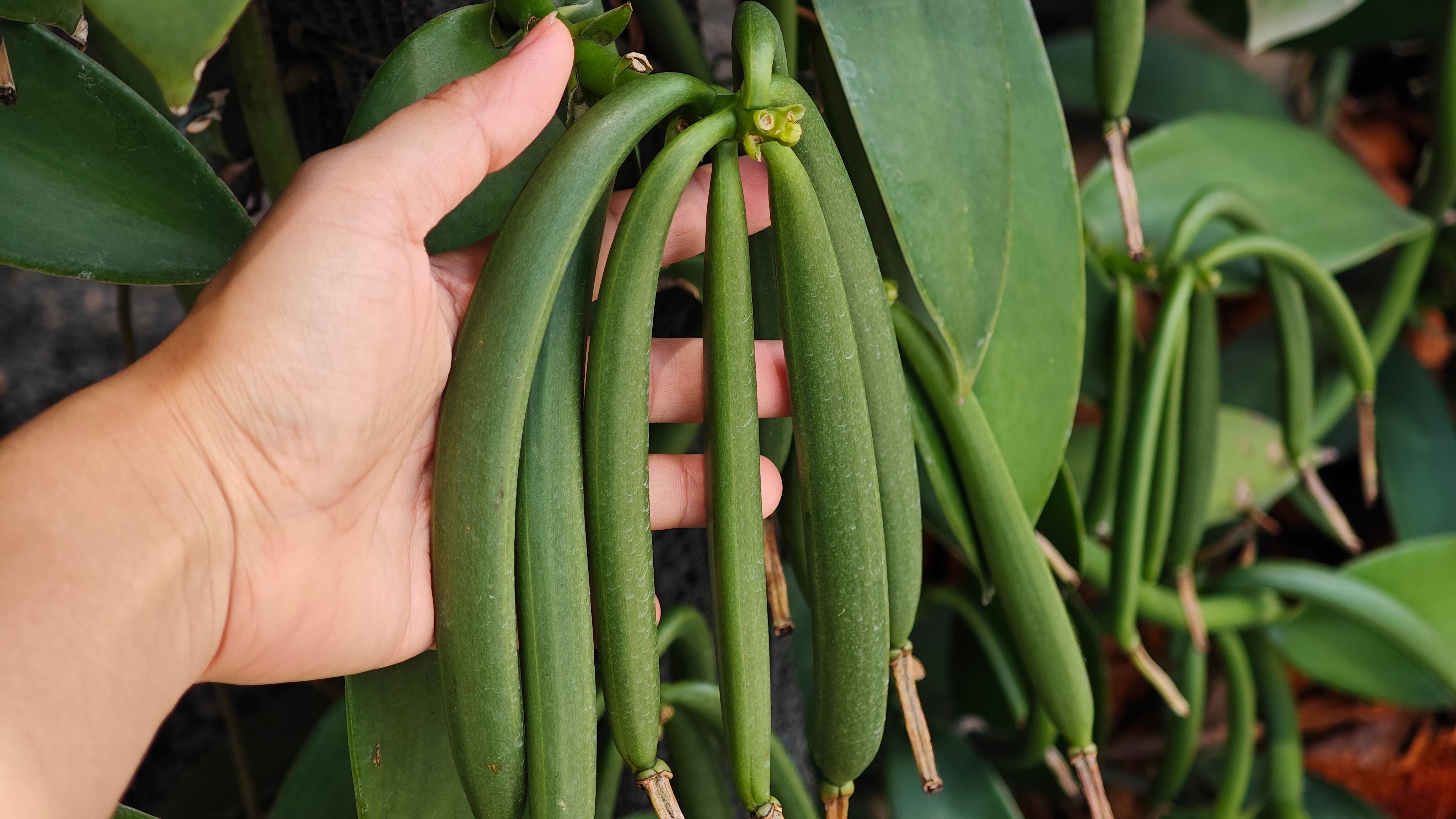 Vanilla pods