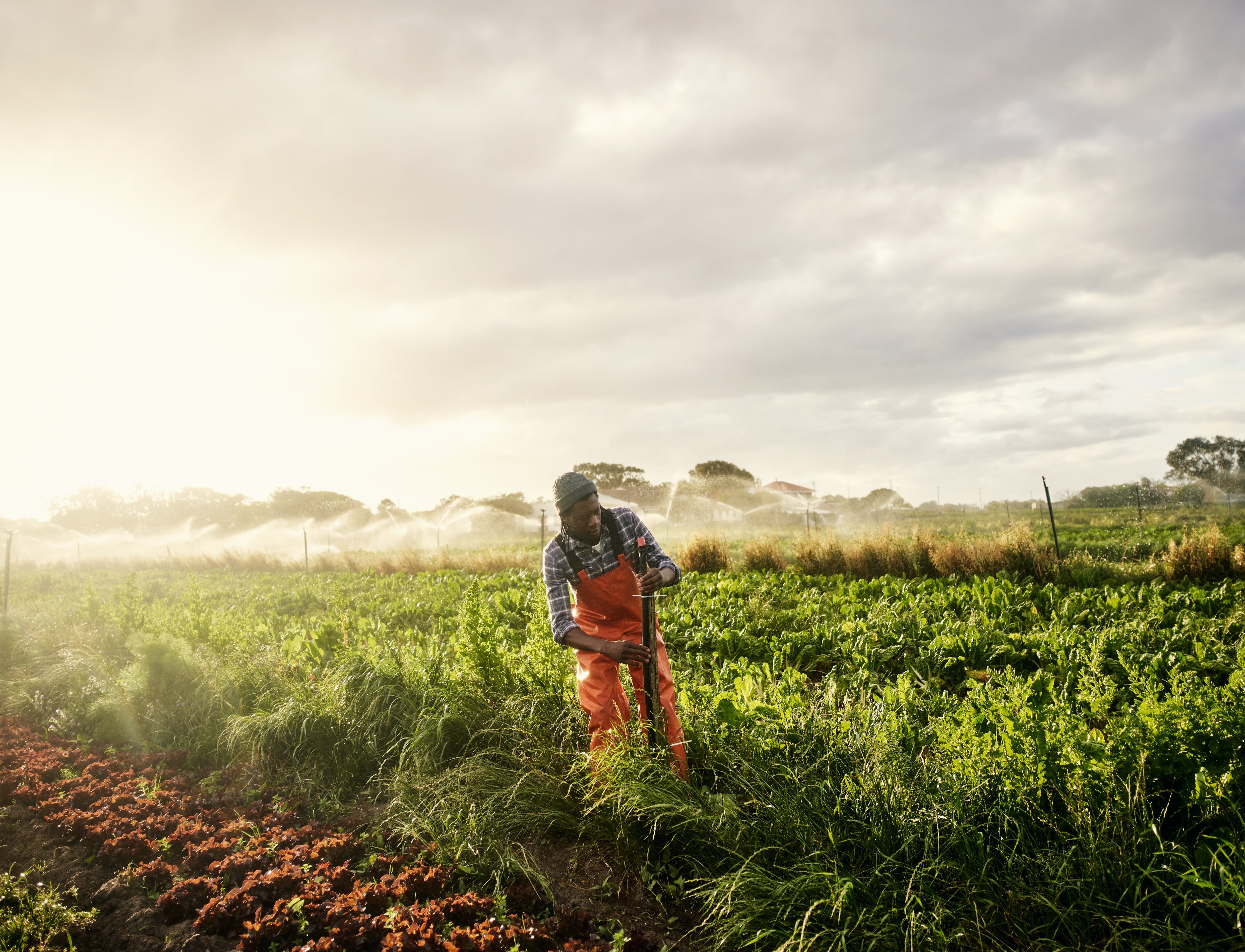 Key crop yields on the rise and more can afford healthy diet, report suggests 