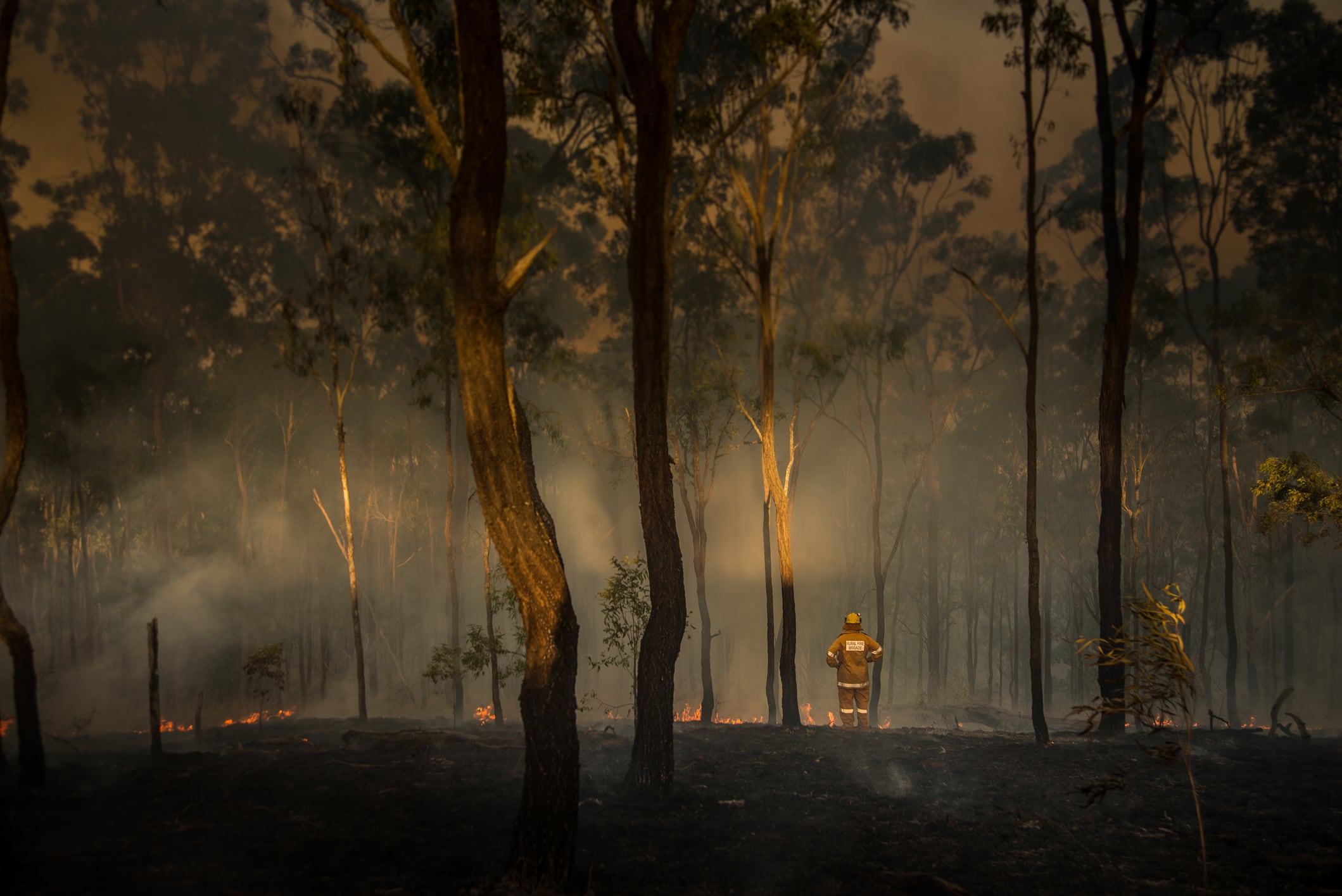 Wine institute central to bushfire clean-up strategy