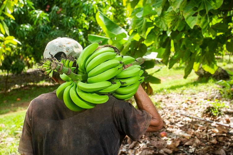 A fair day’s wage for a fair day’s work? Banana workers could earn living wage