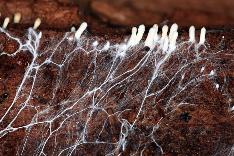 New alternative protein developed from edible mushrooms growing on legumes and grains
