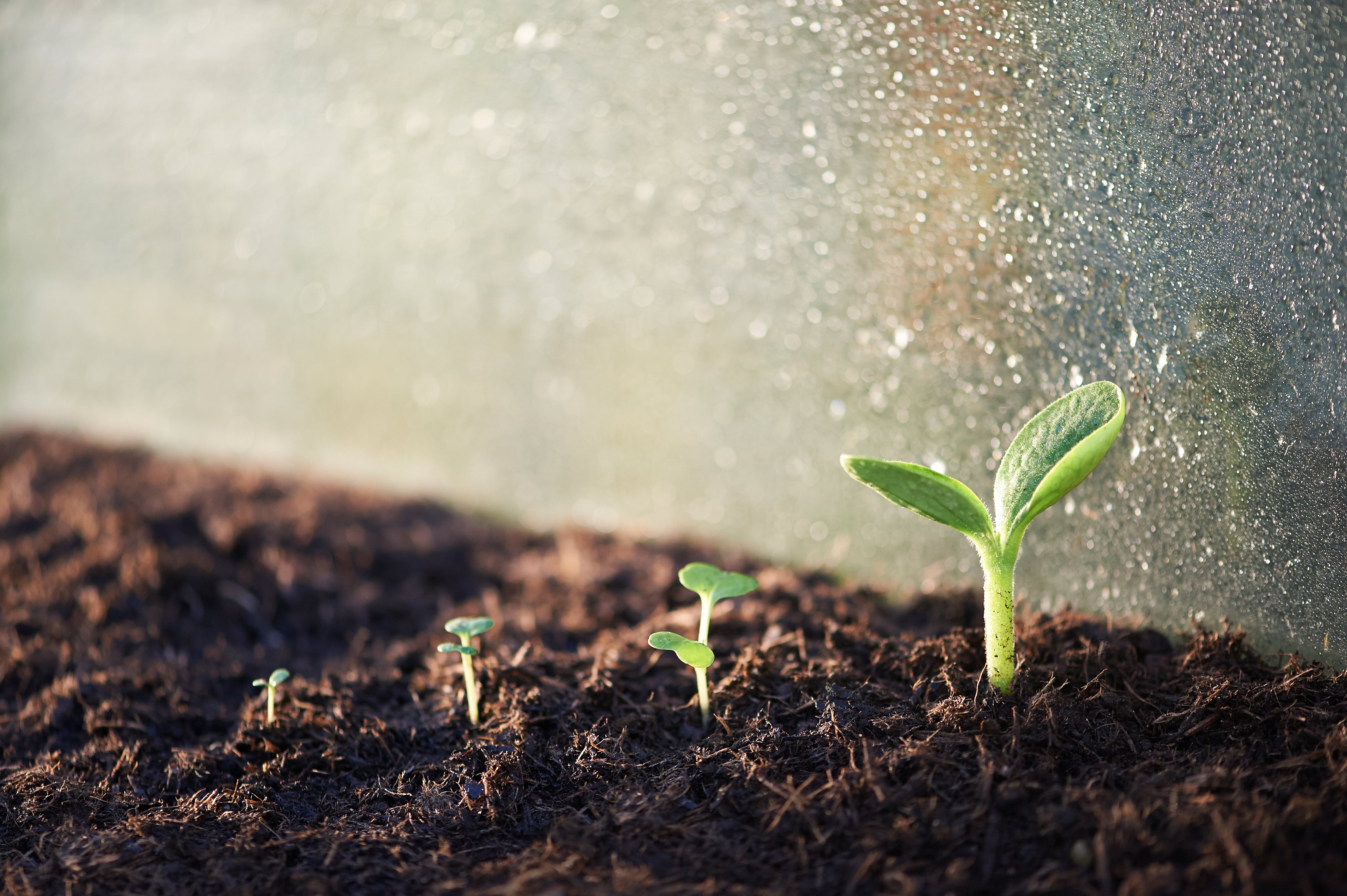 Seedlings at different stages of growth in compost with water droplets