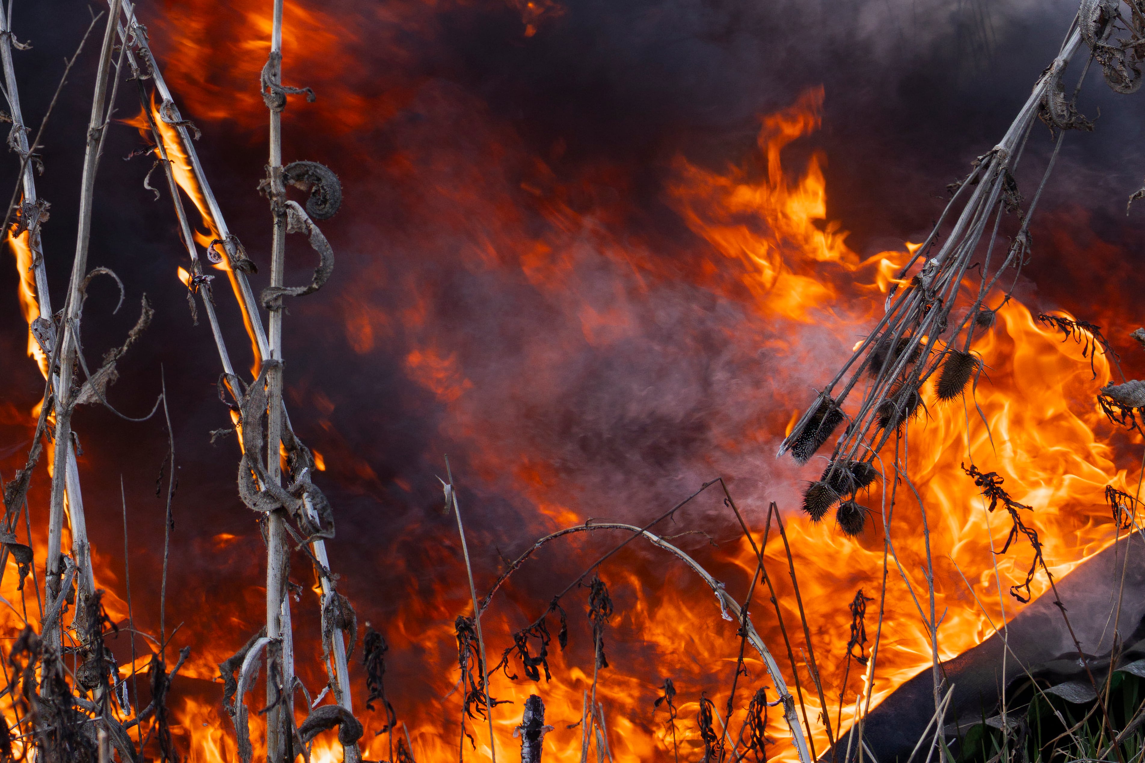 A detailed close-up shot capturing flames consuming parched plants and dry grass during an intense summer wildfire. This image highlights the immediate impact of extreme heat, drought, and climate change on natural ecosystems