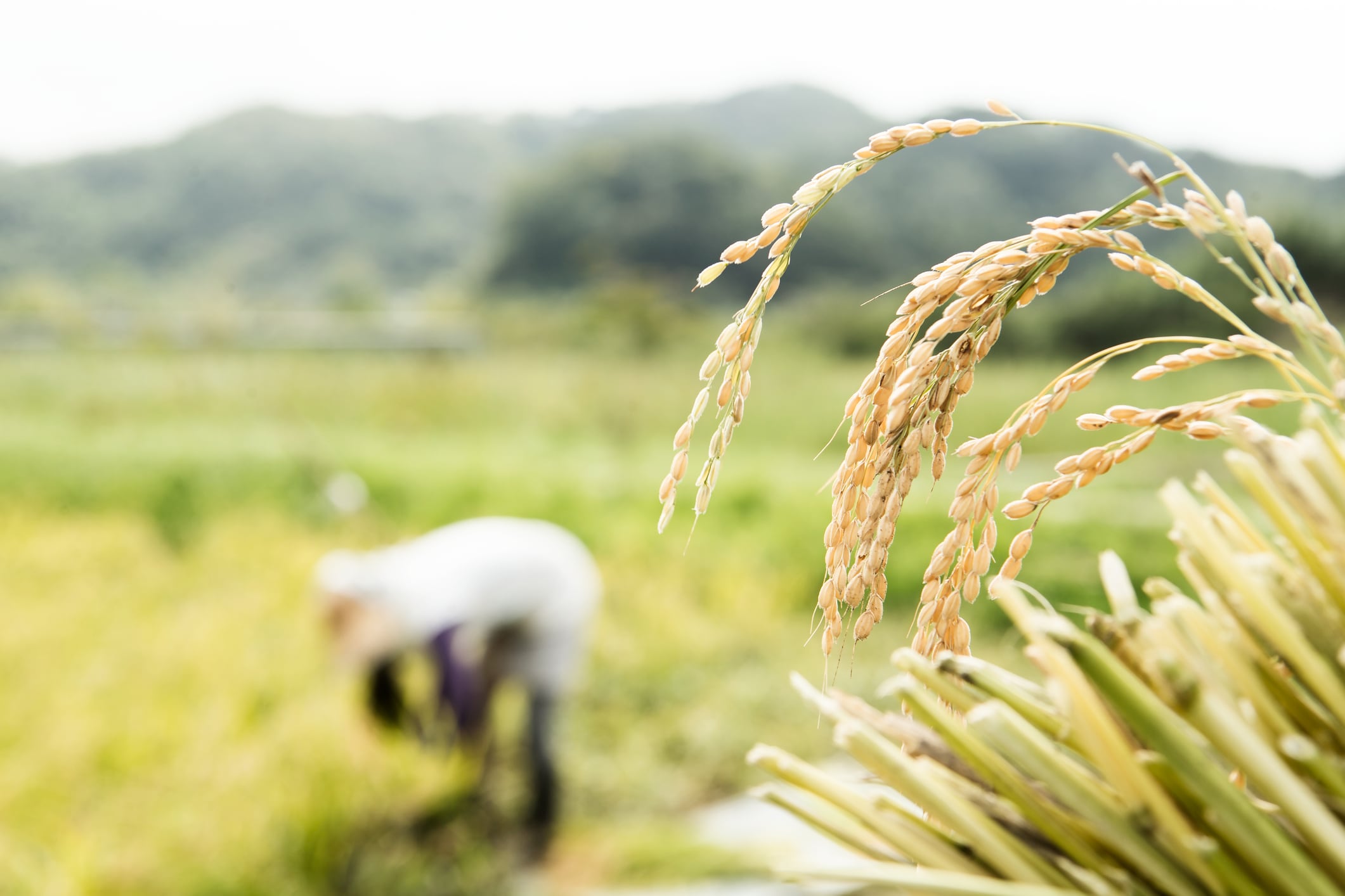 Rice fields in India, the world’s biggest rice exporter and a key player in global staple food availability and pricing.
