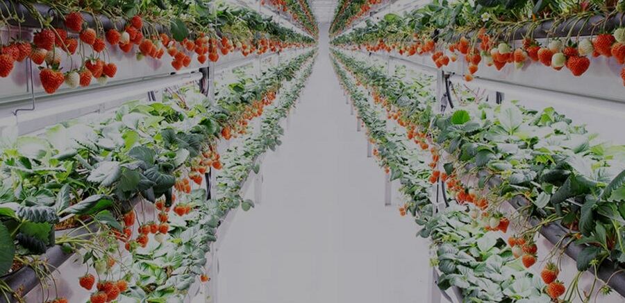 Oishii-sidesteps-struggles-plaguing-vertical-farms-taps-CPG-veteran-to-further-fuel-growth.jpg
