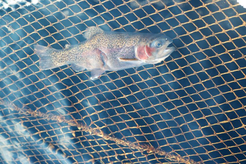 Salmon-farmed-fish.jpg