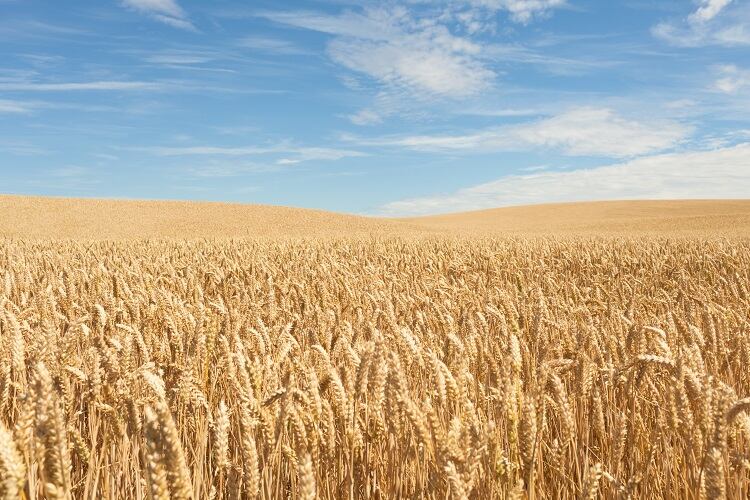 CRISPR-to-be-used-to-genetically-modify-crops.jpg
