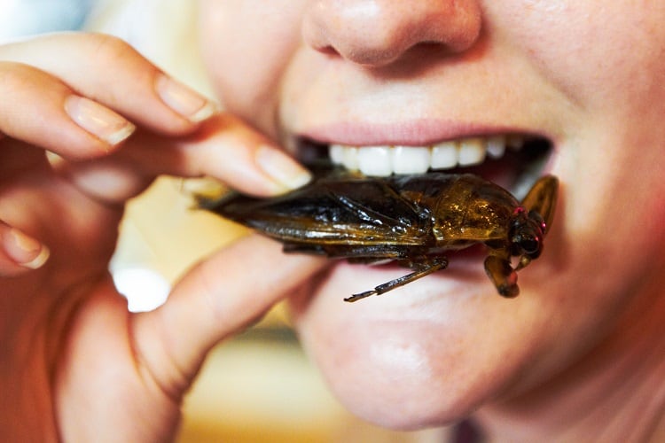 'The acceptability of insects is influenced by their visibility': Consumer perceptions of edible insects explored