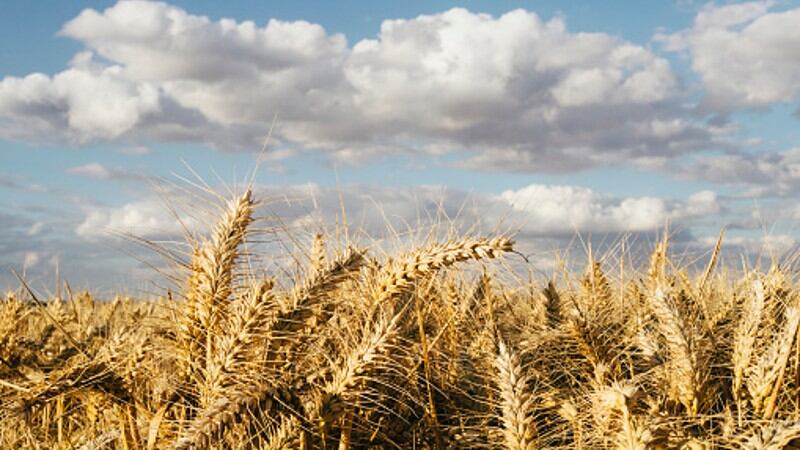 Food security stability: Japan expresses cautious optimism for national self-sufficiency rates after positive 2023 data