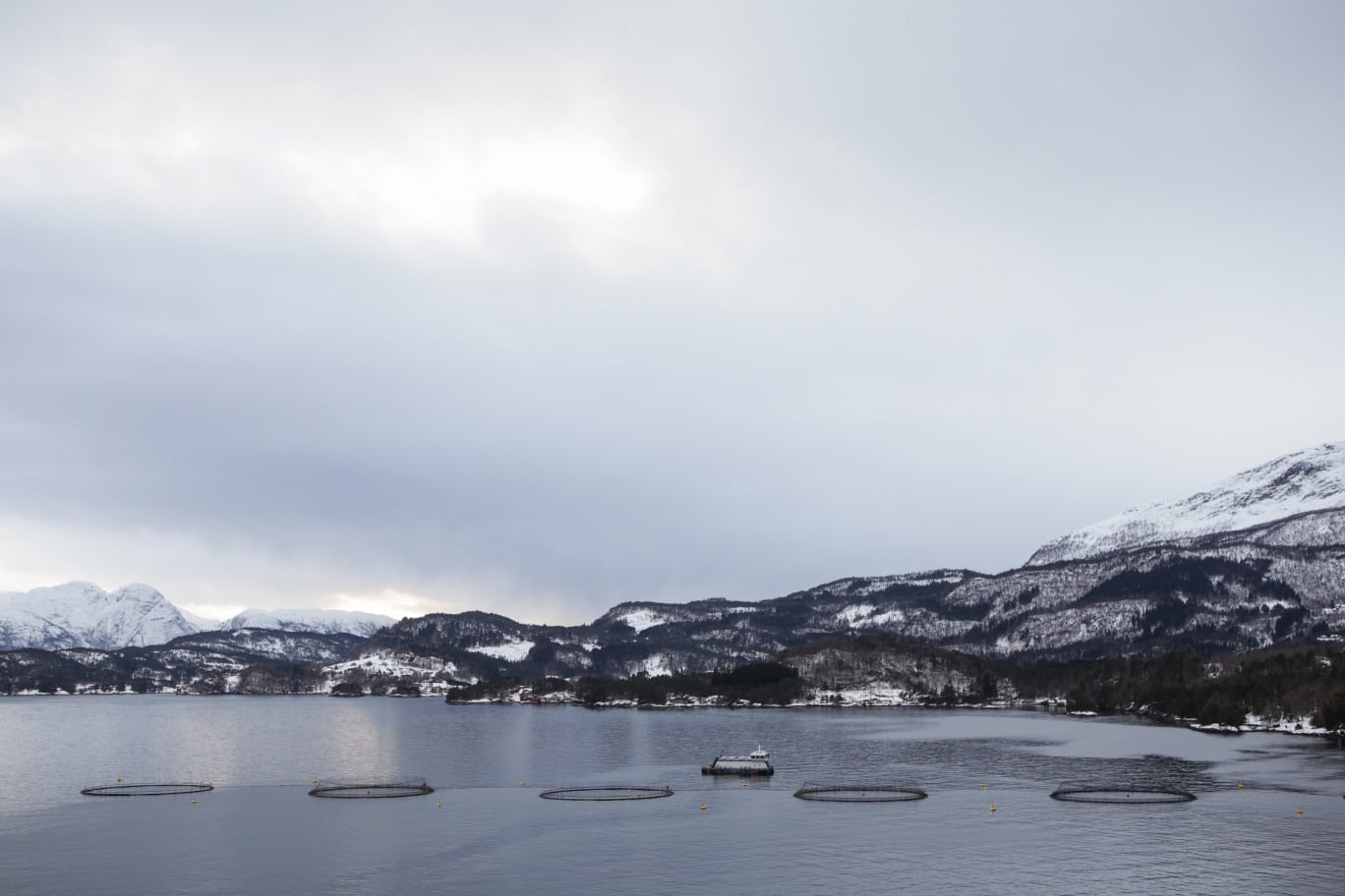 ‘Good taste, healthy nutrition and conscientious consumption’: How algal-fed salmon can deliver healthier fish, food and oceans