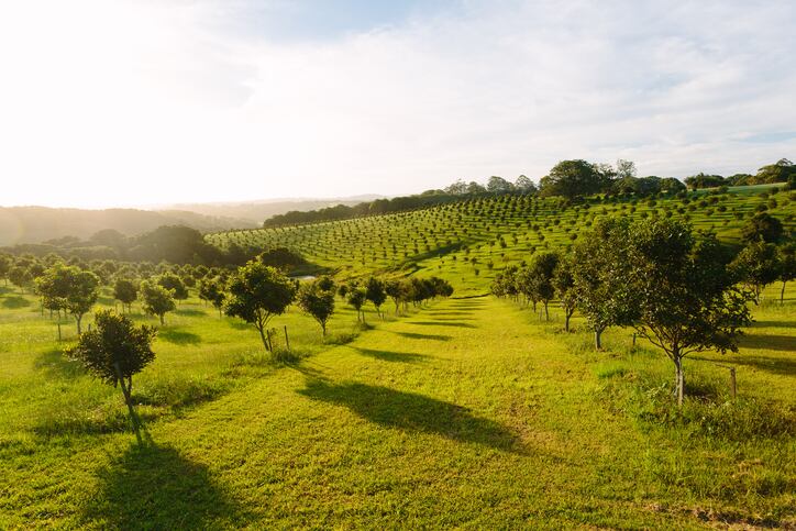 Macadamia-orchard-at-Byron-Bay-Bangalow-NSW-Australia-copyright-oxime.jpg