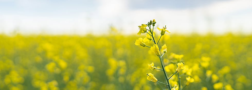 How-canola-protein-is-shaping-the-future-of-plant-based-innovation.png