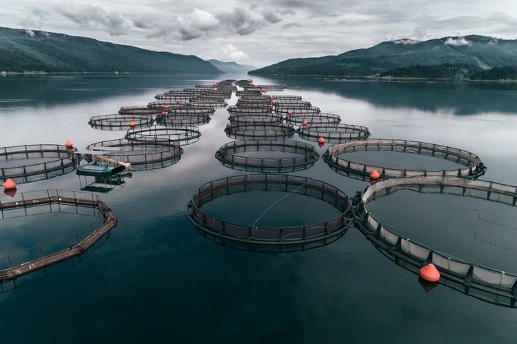 Troubled waters: How high fish mortality and poor animal welfare threaten the profitability of aquaculture