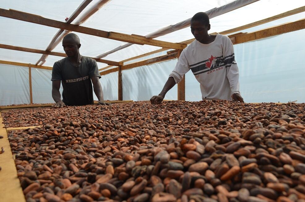 Organic cocoa supplier has digital tools to help companies comply with EU deforestation laws