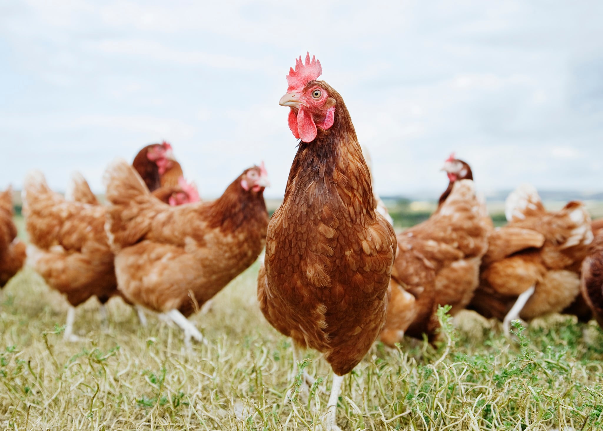 Bird flu breakthrough amidst pandemic fears