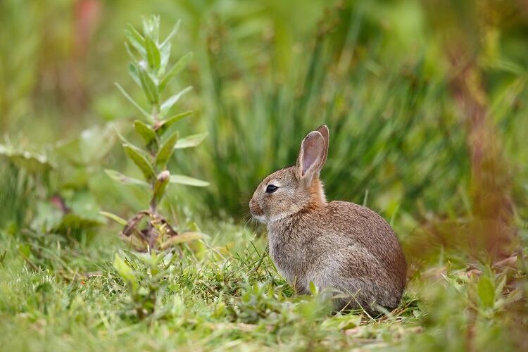Rewilding for climate change: Should UK farmers transform livestock land into woodlands?
