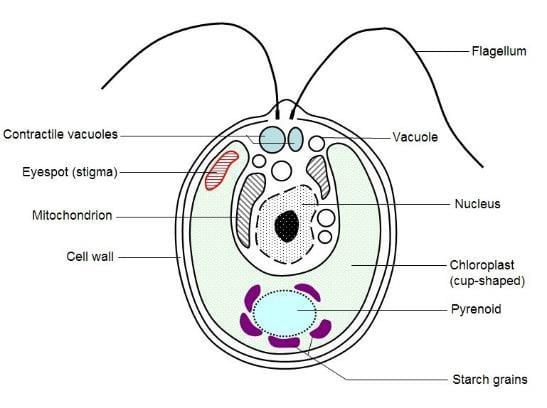 triton-cell.jpg